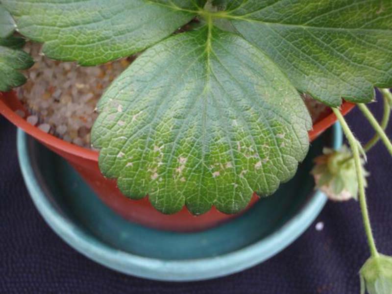 Nedostatak mangana (Mn) - u jagodama