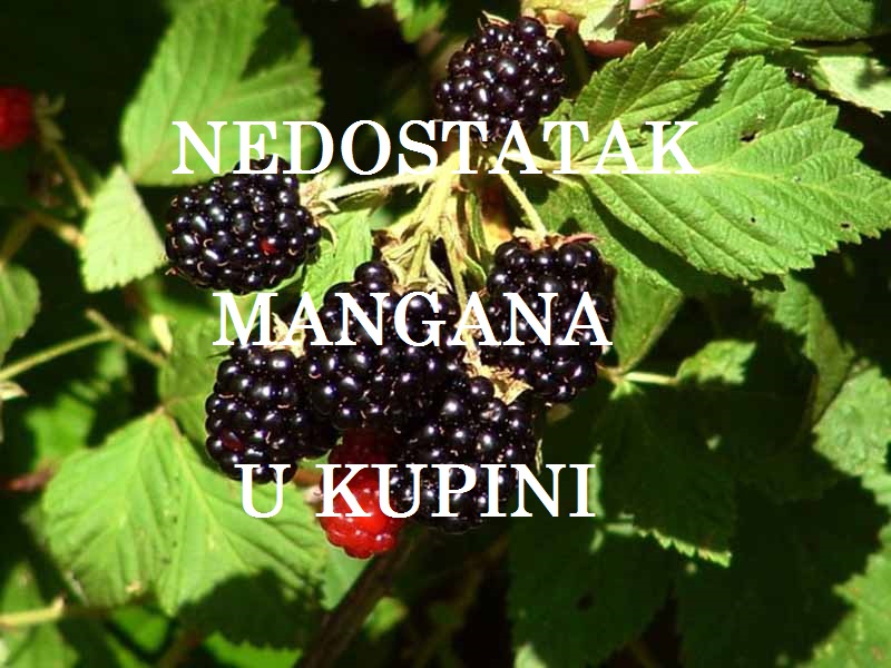 Nedostatak mangana (Mn) - u kupinama