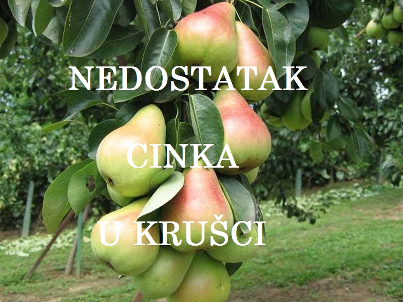 Nedostatak cinka ( Zn ) - u kruškama