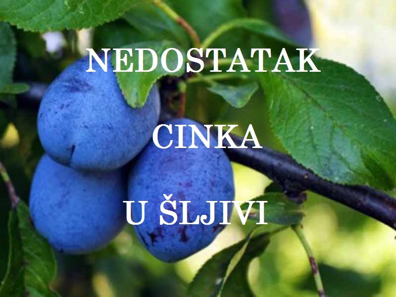Nedostatak cinka ( Zn ) - u šljivama