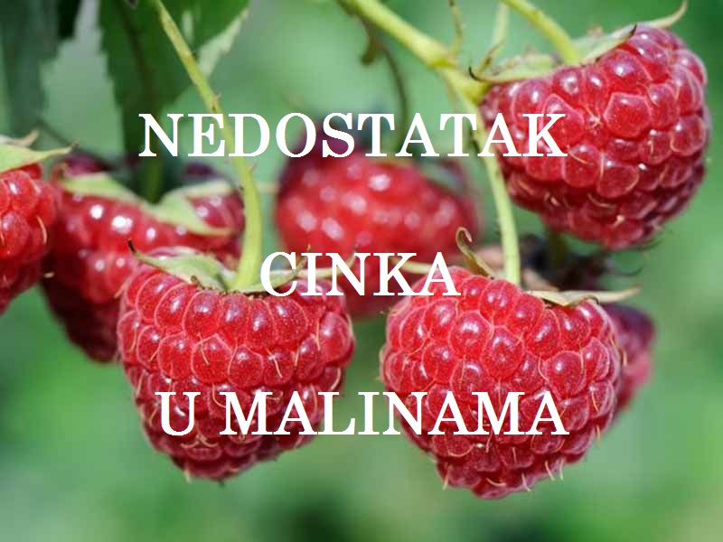 Nedostatak cinka ( Zn ) - u malinama