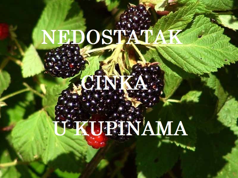 Nedostatak cinka ( Zn ) - u kupinama