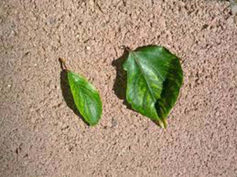 Nedostatak cinka ( Zn ) - u kajsijama