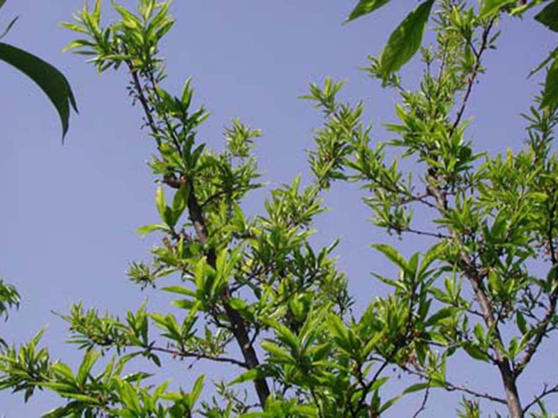 Nedostatak cinka ( Zn ) - u breskvama