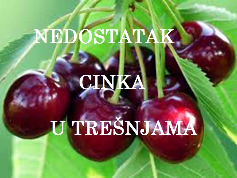 Nedostatak cinka ( Zn ) - u trešnjama