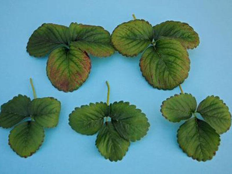 Nedostatak cinka ( Zn ) - u jagodama