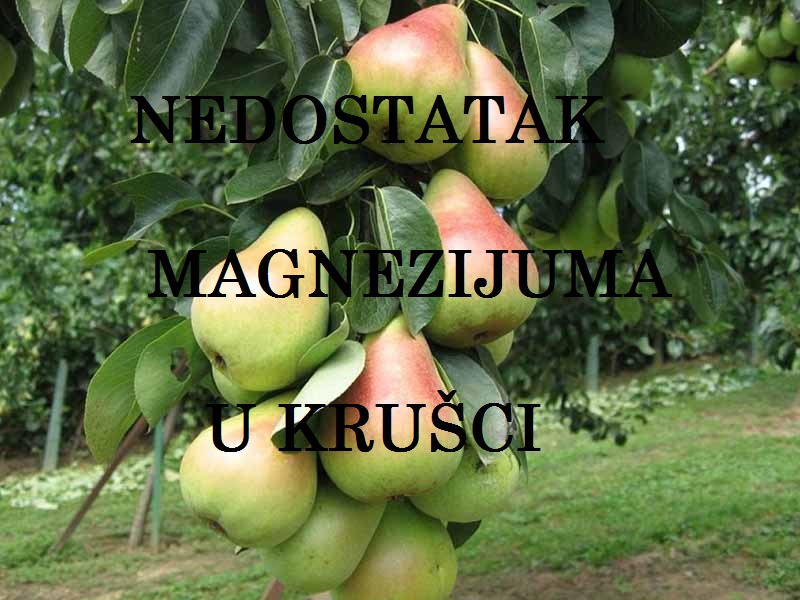 Nedostatak magnezijuma (Mg) - u kruškama
