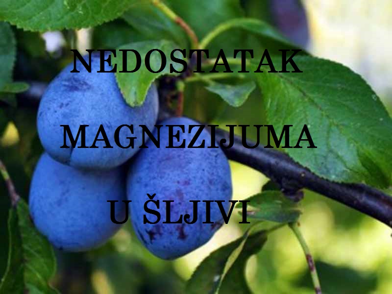 Nedostatak magnezijuma (Mg) - u šljivama