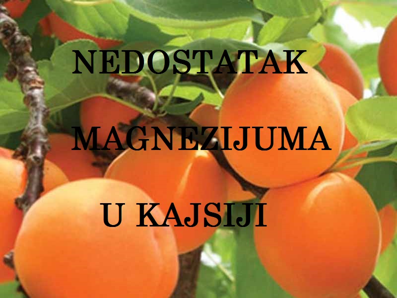 Nedostatak magnezijuma (Mg) - u kajsijama