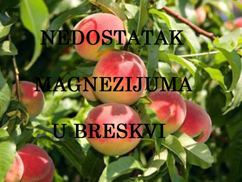 Nedostatak magnezijuma (Mg) - u breskvama