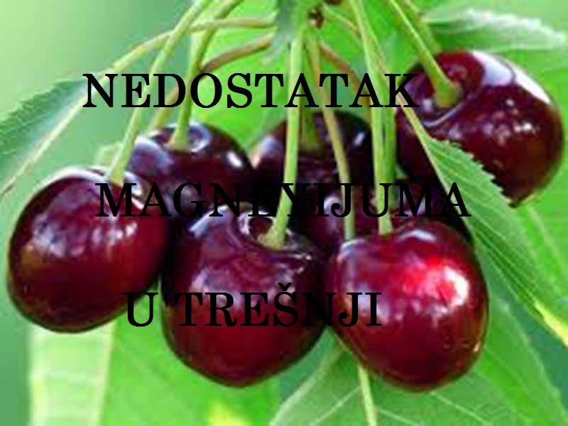 Nedostatak magnezijuma (Mg) - u trešnjama