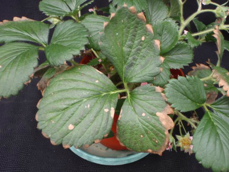 Nedostatak magnezijuma (Mg) - u jagodama