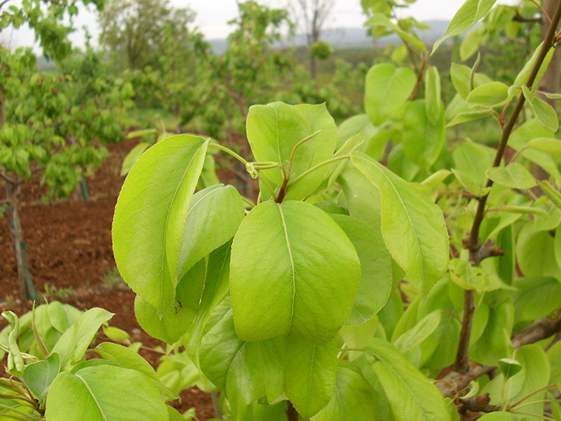 Nedostatak gvoždja (Fe) - u kruškama