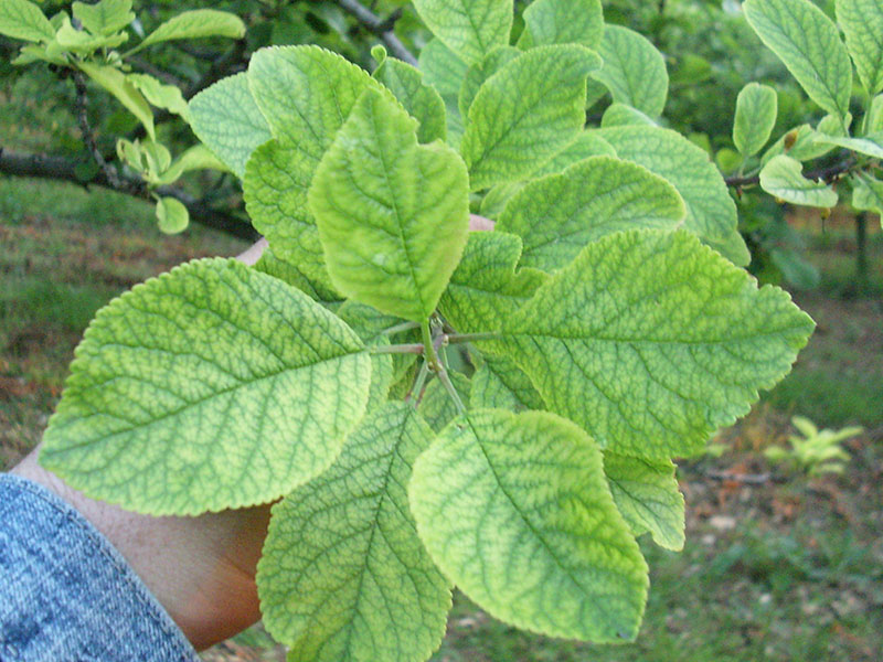 Nedostatak gvoždja ( Fe ) - u šljivama