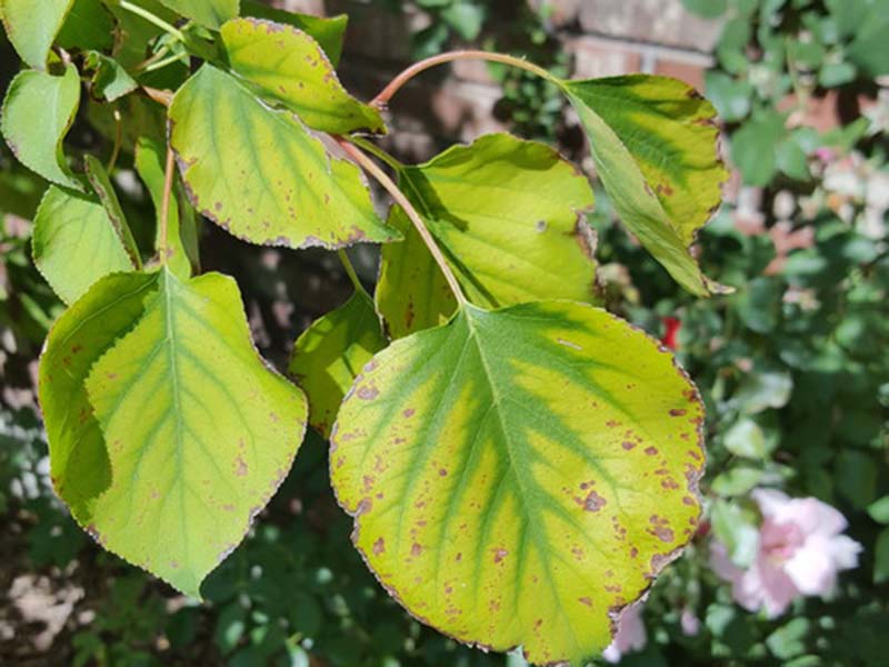 Nedostatak gvoždja (Fe) - u kajsijama