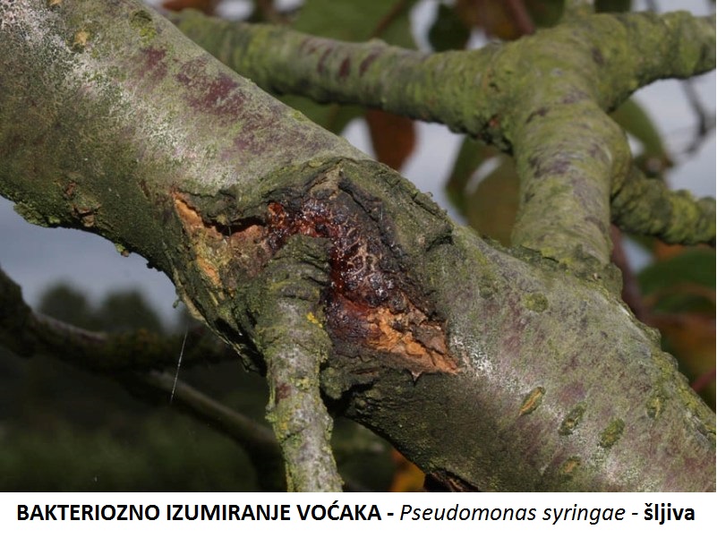 Bakteriozno izumiranje voćaka - Pseudomonas syringae - šljiva