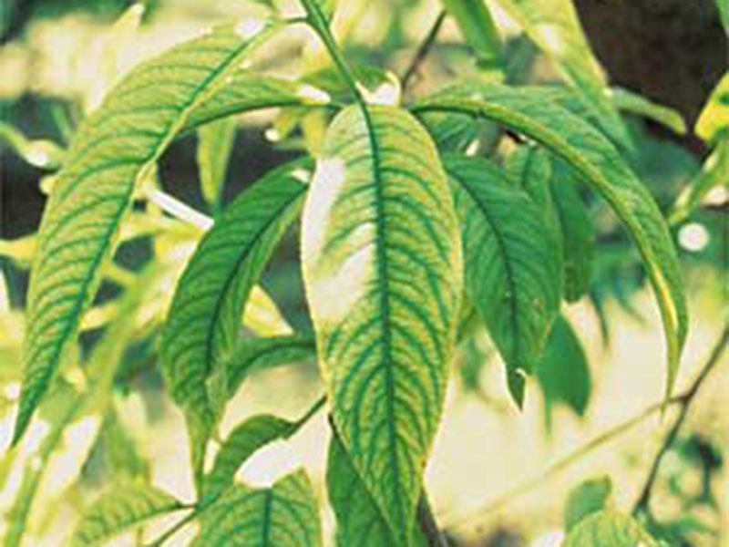 Nedostatak gvoždja (Fe) - u breskvama