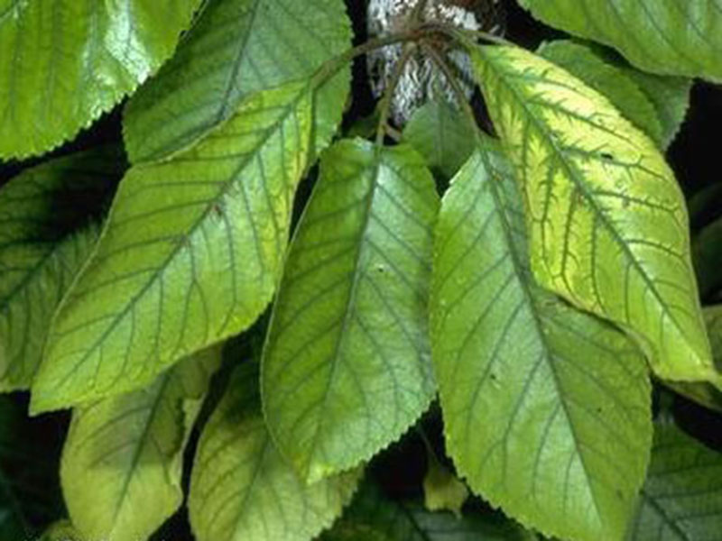 Nedostatak gvoždja (Fe) - u trešnjama