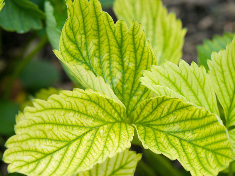 Nedostatak gvoždja (Fe) - u jagodama