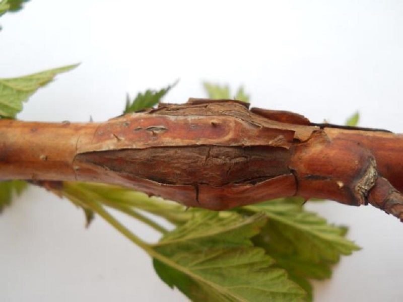 Malinin prstenar - Agrilus aurichalceus