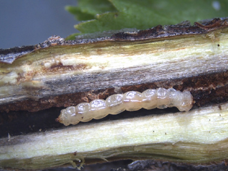 Malinin prstenar - Agrilus aurichalceus - Slika 1