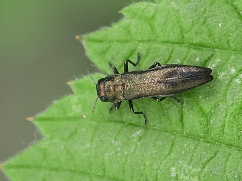 Malinin prstenar - Agrilus aurichalceus - Slika 3