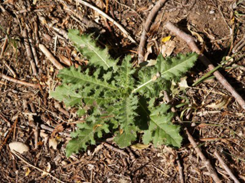 Njivska palamida – Cirsium arvense u voćnjacima - Slika 3