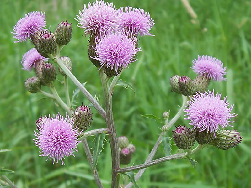 Njivska palamida – Cirsium arvense u voćnjacima - Slika 2