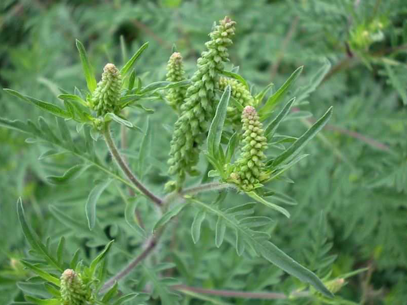 Ambrozija -  Abrosia artemisiifolia - u voćjnacima - Slika 5