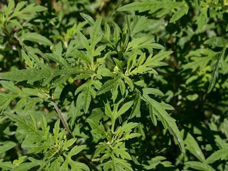 Ambrozija -  Abrosia artemisiifolia - u voćjnacima - Slika 4