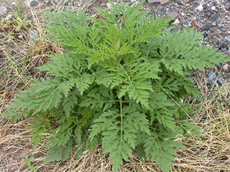 Ambrozija -  Abrosia artemisiifolia - u voćjnacima