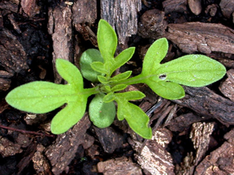 Ambrozija -  Abrosia artemisiifolia - u voćjnacima - Slika 1