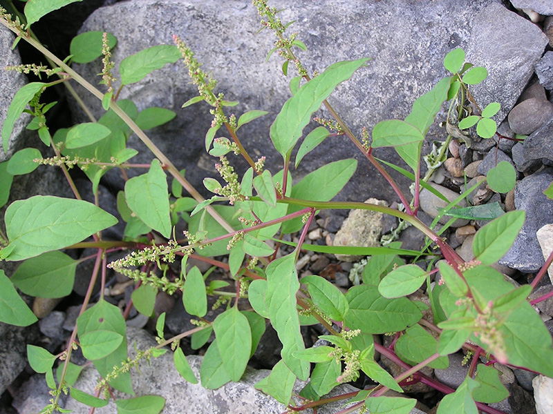 Pepeljuga – Chenopodium polyspermum - u voćnjacima - Slika 1