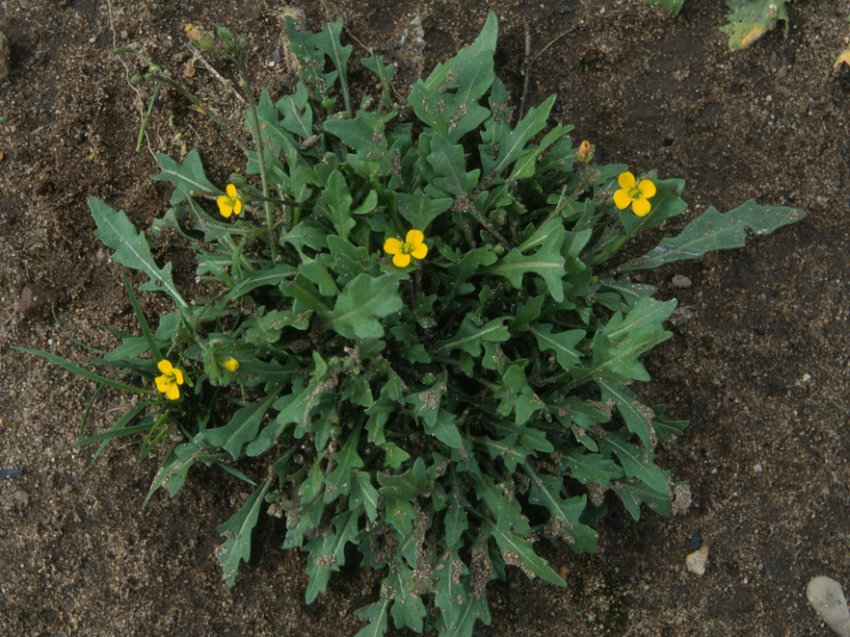 Batvičasti dvoredac – Diplotaxis muralis - u voćnjacima - Slika 1