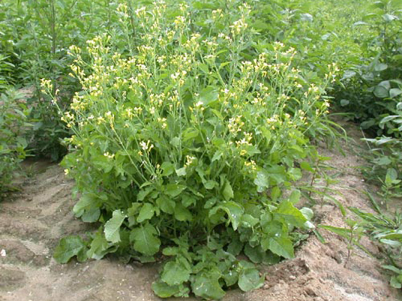 Divlja rotkva – Raphanus raphanistrum – u voćnjacima - Slika 1